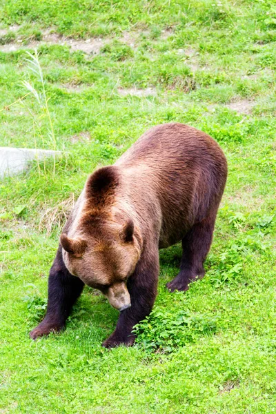 Medvěd Hnědý Zoo Bern Švýcarsko Medvědi Hnědí Jsou Symbolem Města — Stock fotografie
