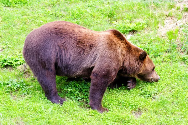 Medvěd Hnědý Zoo Bern Švýcarsko Medvědi Hnědí Jsou Symbolem Města — Stock fotografie