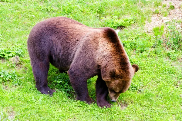 Medvěd Hnědý Zoo Bern Švýcarsko Medvědi Hnědí Jsou Symbolem Města — Stock fotografie