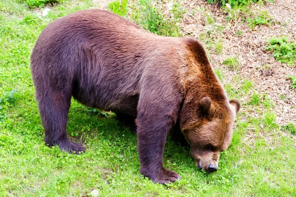 Ein Braunbär Einem Zoo Bern Schweiz Braunbären Sind Symbol Der — Stockfoto