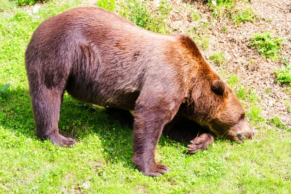 Ein Braunbär Einem Zoo Bern Schweiz Braunbären Sind Symbol Der — Stockfoto