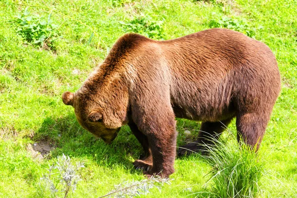 Коричневий Ведмідь Зоопарку Берні Швейцарія Коричневі Ведмеді Символ Міста — стокове фото