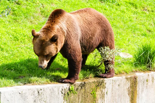 Sviçre Bern Bir Hayvanat Bahçesinde Kahverengi Bir Ayı Kahverengi Ayılar — Stok fotoğraf