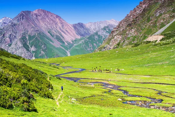 Alatau Plateau Tian Shan Montanhas Karakol Quirguistão Ásia Central — Fotografia de Stock