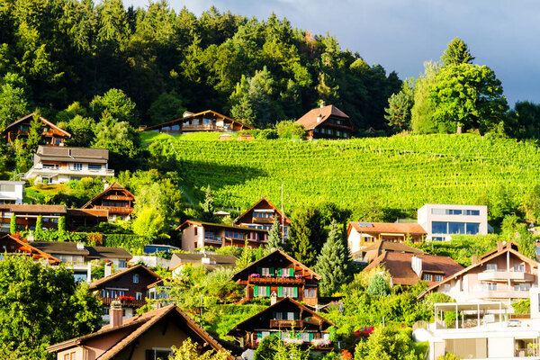 Vineyards in a warm evening sun near Thun, Switzerland Alps