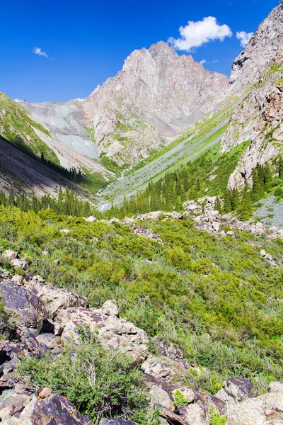 Plateau Alatau Dans Les Montagnes Tian Shan Karakol Kirghizistan Asie — Photo