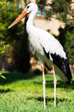 Taşkent, Özbekistan 'da beyaz leylek