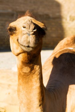 Tarihi Khiva, Özbekistan, Orta Asya 'da antik duvarın yanında duran bir devenin güzel portresi.