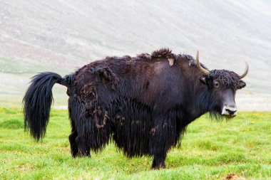 Pamir dağlarında Asya öküzü, Tacikistan, Orta Asya