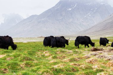 Pamir dağlarında Asya öküzü, Tacikistan, Orta Asya