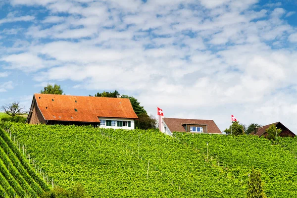 Viñedo Eglisau Junto Río Rhein Suiza — Foto de Stock