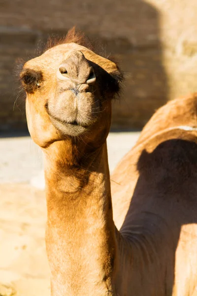Belo Retrato Camelo Sentado Perto Antiga Parede Centro Histórico Khiva — Fotografia de Stock