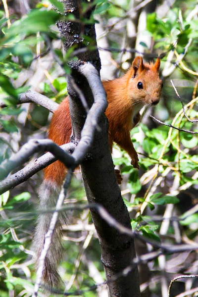 Esquilo Vermelho Uma Árvore Parque Nacional Ala Archa Quirguistão Ásia — Fotografia de Stock