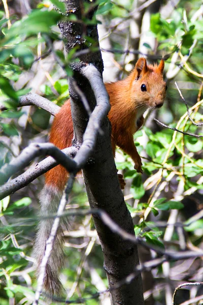 Kırgızistan Orta Asya Daki Ala Archa Ulusal Parkı Ndaki Bir — Stok fotoğraf