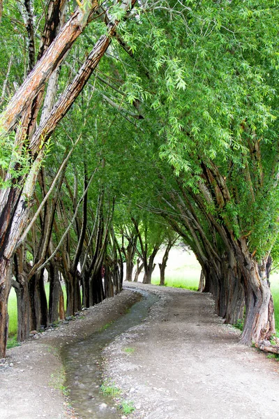 Camino Largo Los Árboles Arroyo Montañas Pamir Tayikistán —  Fotos de Stock