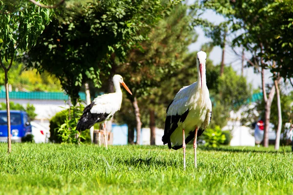乌兹别克斯坦塔什干的白鹤 — 图库照片