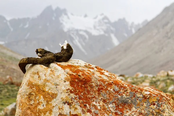 Marco Polo sheep horns in Pamir, Tajikistan, Central Asia