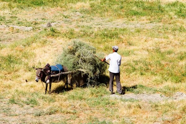 Hombre Carro Burro Con Montón Heno Bujará Uzbekistán Asia Central — Foto de Stock