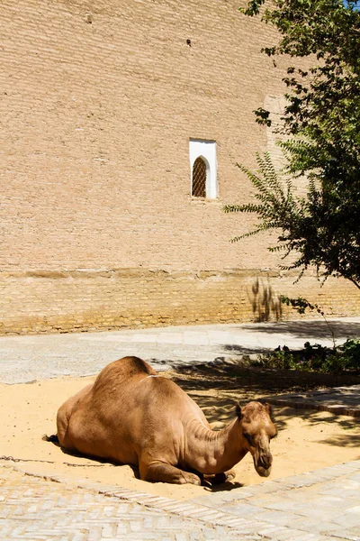 Belo Retrato Camelo Sentado Perto Antiga Parede Centro Histórico Khiva — Fotografia de Stock