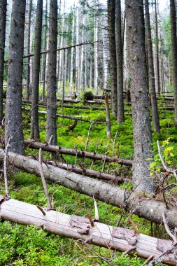 Tatra dağlarındaki eski doğa ormanı Ulusal Park, Polonya