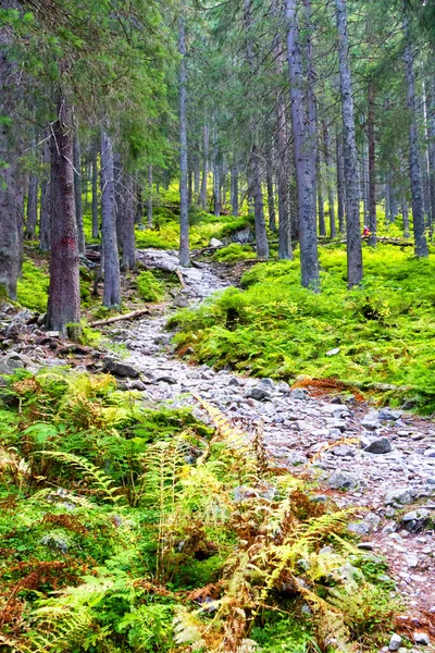 Sentier Dans Parc National Des Montagnes Tatra Dolina Pieciu Stawow — Photo