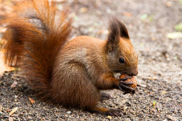 ラズィエンキ公園の地面にナッツを食べる赤いリス プール — ストック写真