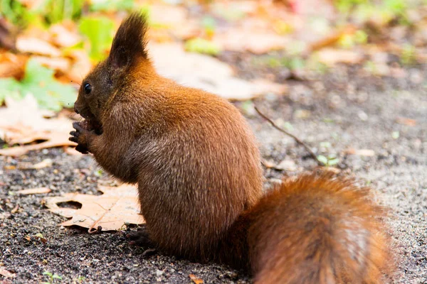 Esquilo Vermelho Comendo Uma Noz Chão Parque Lazienki Pol — Fotografia de Stock