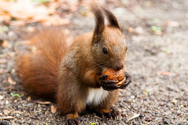 Esquilo Vermelho Comendo Uma Noz Chão Parque Lazienki Pol — Fotografia de Stock