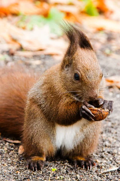 ラズィエンキ公園の地面にナッツを食べる赤いリス プール — ストック写真