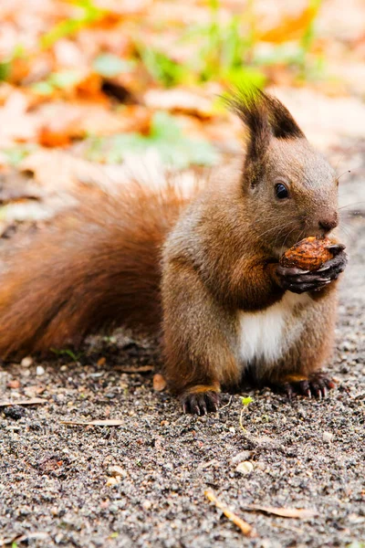 ラズィエンキ公園の地面にナッツを食べる赤いリス プール — ストック写真