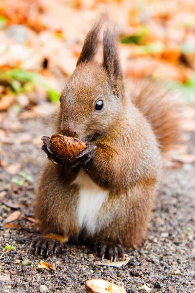 ラズィエンキ公園の地面にナッツを食べる赤いリス プール — ストック写真