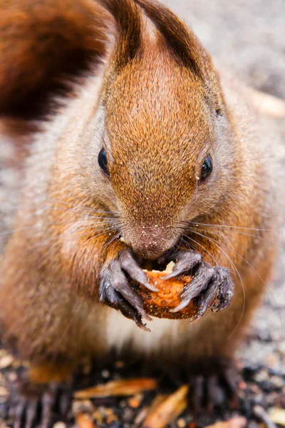 Esquilo Vermelho Comendo Uma Noz Chão Parque Lazienki Polônia — Fotografia de Stock