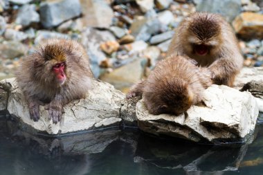 Jigokudani Park, Yudanaka 'da bulunan doğal bir onsen (kaplıcada kar maymunları). Nagano, Japonya. Mammali / Primatlar / Cercopithecidae / Macaca / Macaca fuscata