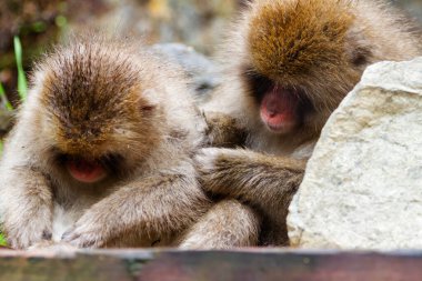 Jigokudani Park, Yudanaka 'da bulunan doğal bir onsen (kaplıcada kar maymunları). Nagano, Japonya. Mammali / Primatlar / Cercopithecidae / Macaca / Macaca fuscata