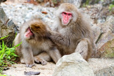 Jigokudani Park, Yudanaka 'da bulunan doğal bir onsen (kaplıcada kar maymunları). Nagano, Japonya. Mammali / Primatlar / Cercopithecidae / Macaca / Macaca fuscata