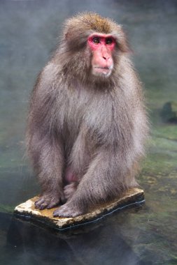 Jigokudani Park, Yudanaka 'da bulunan doğal bir onsen (kaplıcada kar maymunları). Nagano, Japonya. Mammali / Primatlar / Cercopithecidae / Macaca / Macaca fuscata