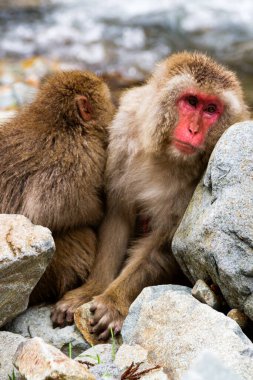 Jigokudani Park, Yudanaka 'da bulunan doğal bir onsen (kaplıcada kar maymunları). Nagano, Japonya. Mammali / Primatlar / Cercopithecidae / Macaca / Macaca fuscata