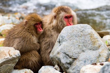 Jigokudani Park, Yudanaka 'da bulunan doğal bir onsen (kaplıcada kar maymunları). Nagano, Japonya. Mammali / Primatlar / Cercopithecidae / Macaca / Macaca fuscata