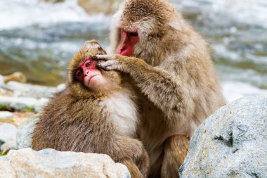 Jigokudani Park, Yudanaka 'da bulunan doğal bir onsen (kaplıcada kar maymunları). Nagano, Japonya. Mammali / Primatlar / Cercopithecidae / Macaca / Macaca fuscata