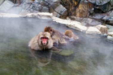 Jigokudani Park, Yudanaka 'da bulunan doğal bir onsen (kaplıcada kar maymunları). Nagano, Japonya. Mammali / Primatlar / Cercopithecidae / Macaca / Macaca fuscata