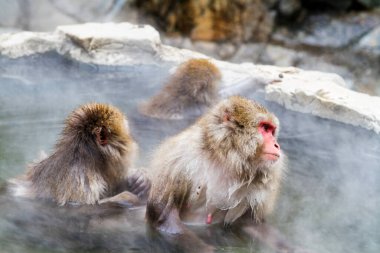 Jigokudani Park, Yudanaka 'da bulunan doğal bir onsen (kaplıcada kar maymunları). Nagano, Japonya. Mammali / Primatlar / Cercopithecidae / Macaca / Macaca fuscata