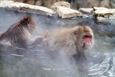 Jigokudani Park, Yudanaka 'da bulunan doğal bir onsen (kaplıcada kar maymunları). Nagano, Japonya. Mammali / Primatlar / Cercopithecidae / Macaca / Macaca fuscata