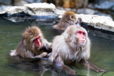 Jigokudani Park, Yudanaka 'da bulunan doğal bir onsen (kaplıcada kar maymunları). Nagano, Japonya. Mammali / Primatlar / Cercopithecidae / Macaca / Macaca fuscata