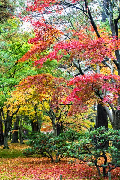 Japanese maple trees and bushes with colourful leaves during autumn