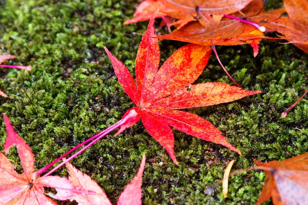 Japanese maple trees and bushes with colourful leaves during autumn