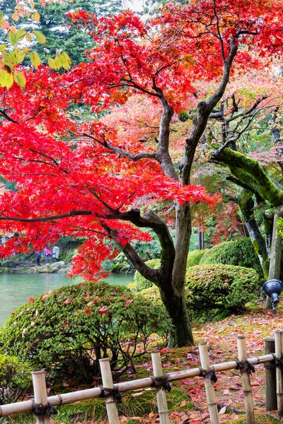 Maple Árvores Japonesas Arbustos Com Folhas Coloridas Durante Outono — Fotografia de Stock