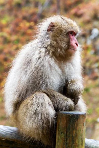 湯田中の地獄谷公園にある天然温泉の中の雪猿 Mammalia Primates Cercopithecidae Macaca Macaca Fuscata — ストック写真