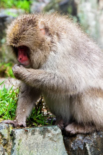 Snow Monkeys Natural Onsen Hot Spring Located Jigokudani Park Yudanaka — Stock Photo, Image