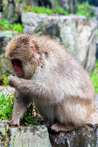 Singes Des Neiges Dans Onsen Naturel Source Chaude Situé Dans — Photo