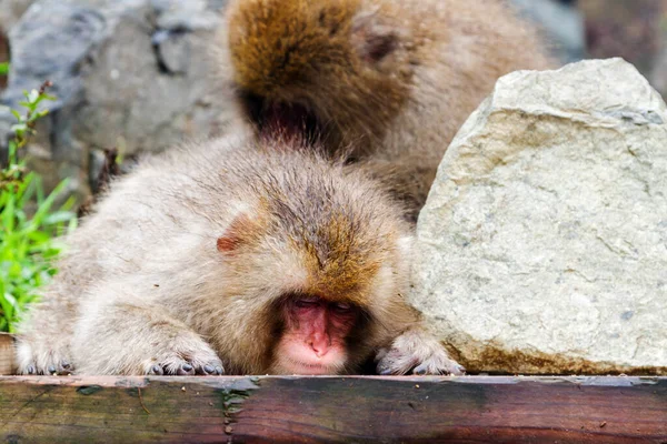 Snow Monkeys Natural Onsen Hot Spring Located Jigokudani Park Yudanaka — Stock Photo, Image